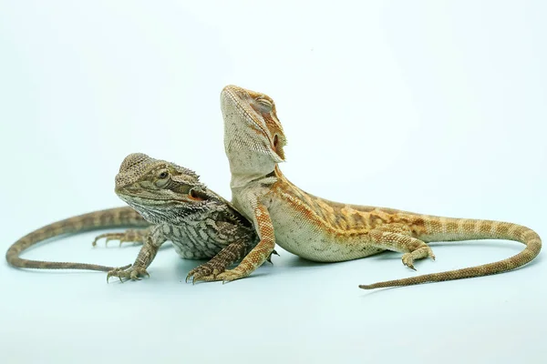 Deux Jeunes Dragons Barbus Montrent Comportement Agressif Reptile Nom Scientifique — Photo