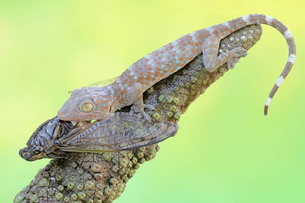 Jovem Tokay Gecko Aproveita Uma Cigarra Este Réptil Tem Nome — Fotografia de Stock