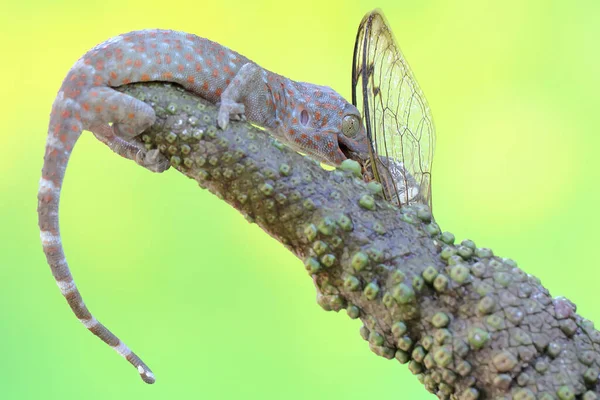 Young Tokay Gecko Preys Cicada Reptile Has Scientific Name Gekko — Stock Photo, Image