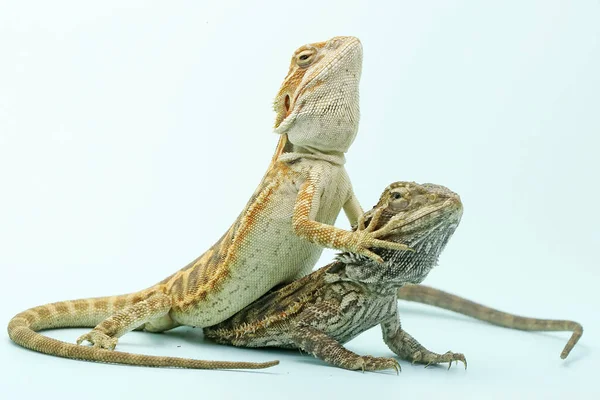 Dois Jovens Dragões Barbudos Mostram Comportamento Agressivo Este Réptil Tem — Fotografia de Stock