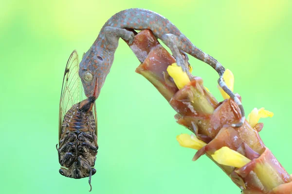 若いトッキーのヤモリがセミを捕食する この爬虫類の学名は 月湖月湖 — ストック写真