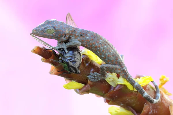 Jovem Tokay Gecko Aproveita Uma Cigarra Este Réptil Tem Nome — Fotografia de Stock