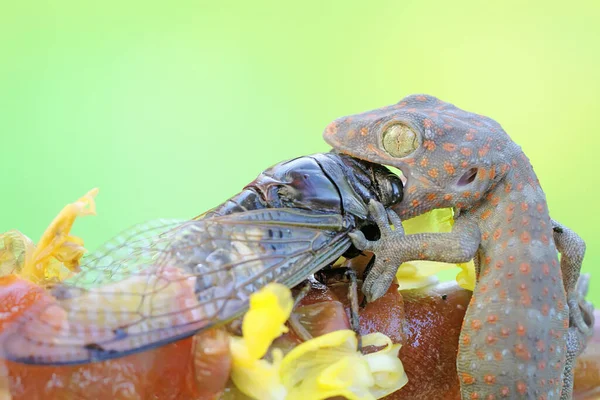 Jeune Tokay Gecko Prend Une Cigale Reptile Nom Scientifique Gekko — Photo