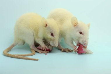 İki sıçan bir su elması yiyor. Bu kemirgen memelisinin bilimsel adı Rattus norvegicus.. 