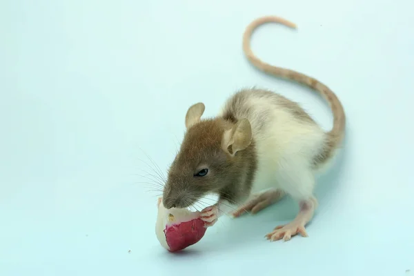 Een Kleine Rat Eet Een Waterappel Dit Knaagdier Heeft Wetenschappelijke — Stockfoto