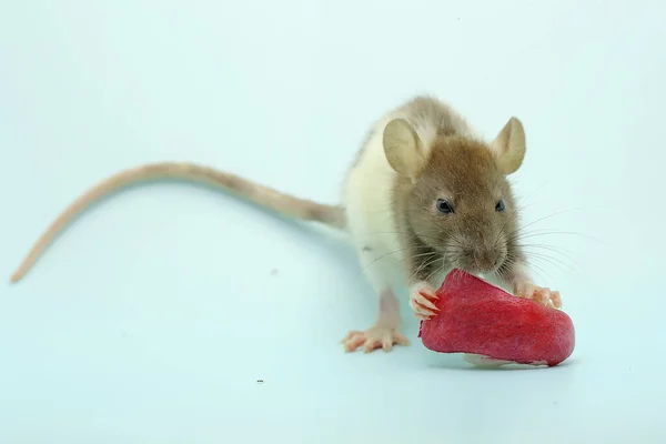 Little Rat Eating Water Apple Rodent Mammal Has Scientific Name — Stock Photo, Image