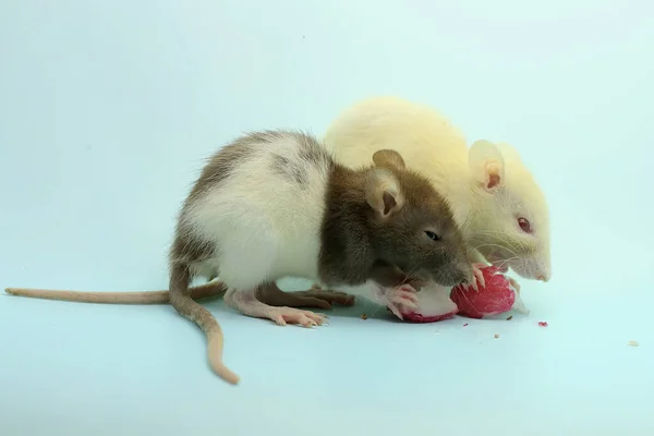 Dois Ratos Estão Comer Uma Maçã Água Este Mamífero Roedor — Fotografia de Stock