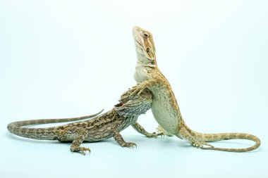 İki genç sakallı ejderha saldırgan davranışlar sergiliyor. Bu sürüngenin bilimsel adı Pogona vittisepsi.. 