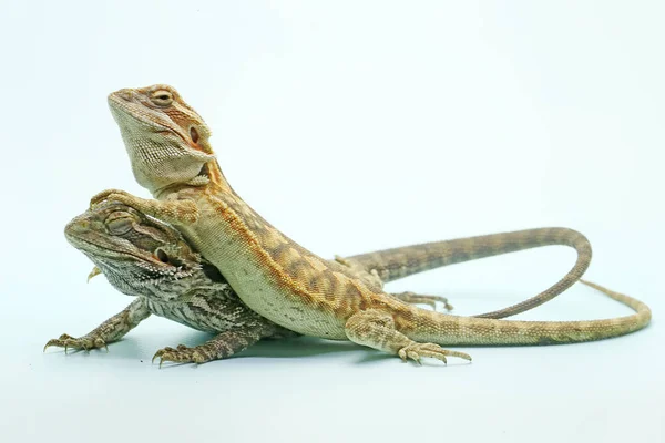 Двоє Молодих Бородатих Драконів Виявляють Агресивну Поведінку Рептилія Має Наукову — стокове фото
