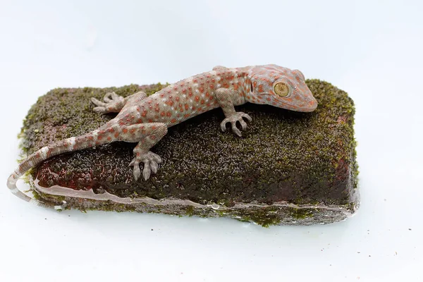 Joven Tokay Gecko Está Tomando Sol Una Roca Cubierta Musgo — Foto de Stock