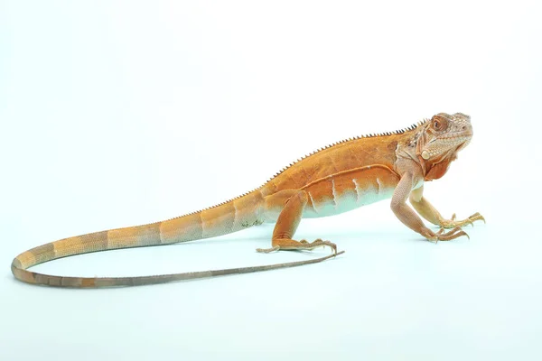 Sebuah Iguana Merah Iguana Iguana Dengan Pose Elegan — Stok Foto