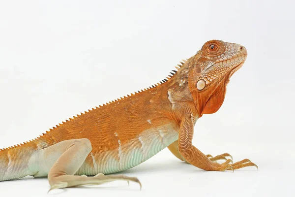Röd Leguan Iguana Leguan Med Elegant Pose — Stockfoto