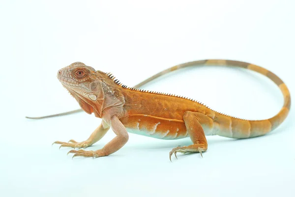 Uma Iguana Vermelha Iguana Iguana Com Uma Pose Elegante — Fotografia de Stock