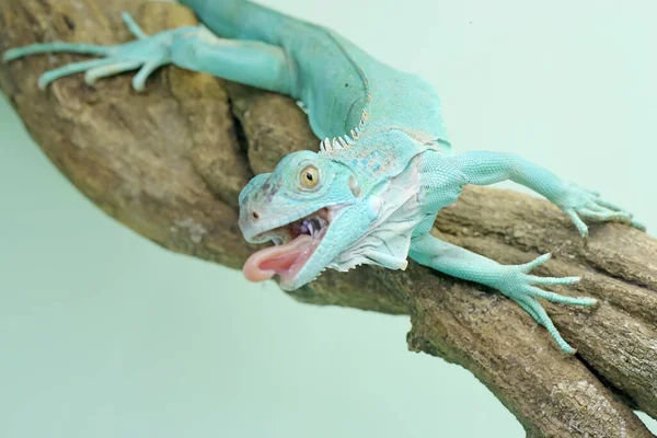 Zarif Duruşu Olan Mavi Bir Iguana Iguana Iguanası — Stok fotoğraf