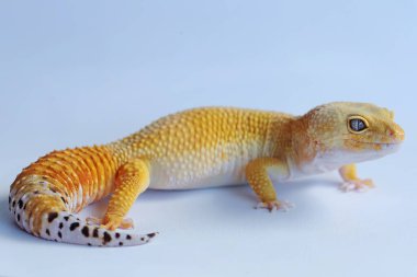 Bir leopar kertenkelesi (Eublepharis macularius) kendine özgü bir şekilde poz verir.