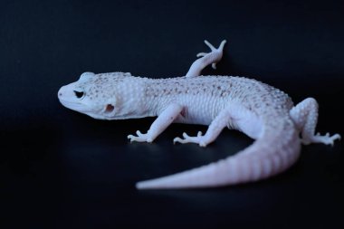 Bir leopar kertenkelesi (Eublepharis macularius) kendine özgü bir şekilde poz verir.