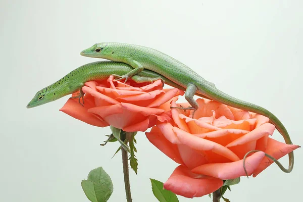 Δύο Σμαραγδένια Σμαραγδένια Lamprolepis Smaragdina Απολαμβάνουν Ένα Τριαντάφυλλο Τέλεια Άνθιση — Φωτογραφία Αρχείου