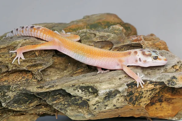 Een Luipaardgekko Eublepharis Macularius Poseert Een Onderscheidende Stijl — Stockfoto