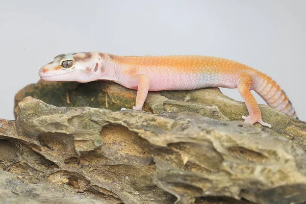 Gecko Lampart Eublepharis Macularius Pozuje Charakterystycznym Stylu — Zdjęcie stockowe