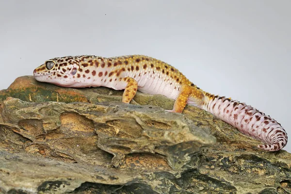 Leopard Gecko Eublepharis Macularius Posing Distinctive Style — Stock Photo, Image