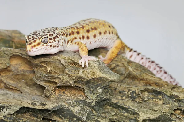 Leopard Gecko Eublepharis Macularius Posing Distinctive Style — Stock Photo, Image