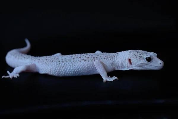 Een Luipaardgekko Eublepharis Macularius Poseert Een Onderscheidende Stijl — Stockfoto