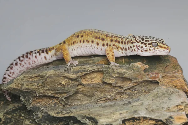 Een Luipaardgekko Eublepharis Macularius Poseert Een Onderscheidende Stijl — Stockfoto