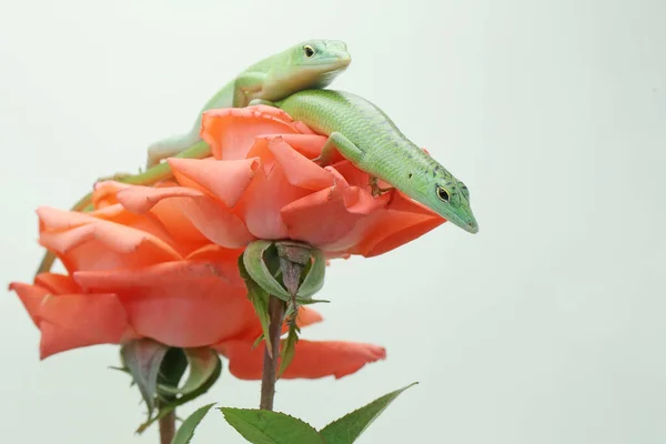 Dva Smaragdový Strom Kůže Lamprolepis Smaragdina Vyhřívají Růži Dokonalém Květu — Stock fotografie