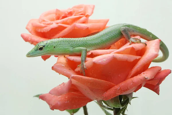 Emerald Tree Skink Lamprolepis Smaragdina Vyhřívá Růžici Dokonalém Květu — Stock fotografie