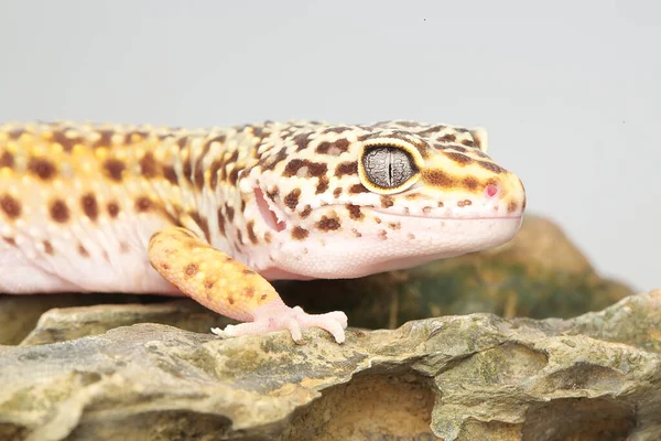 Leopard Gecko Eublepharis Macularius Posing Distinctive Style — Stock Photo, Image