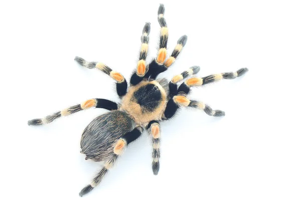 Tarantula Wykazuje Agresywne Zachowanie Wszystkie Typy Jadowite Ale Nie Śmiertelne — Zdjęcie stockowe