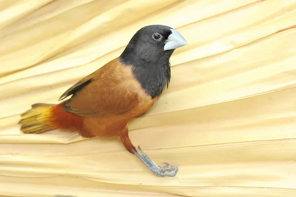栗子或黑头栗子栖息在干木上 这只鸟的学名为 金丝雀 Lonchura Atricapilla 它是一种食粮动物 属于Estrildidae科 — 图库照片