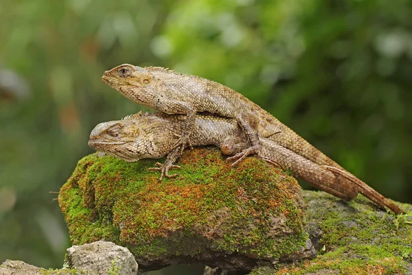 Two oriental garden lizards are sunbathing on a moss-covered rock. This reptile has the scientific name Calotes versicolor.