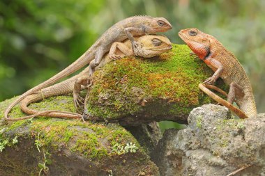 Üç oryantal bahçe kertenkelesi yosun kaplı bir kayanın üzerinde güneşleniyor. Bu sürüngenin bilimsel adı Calotes versicolor. 