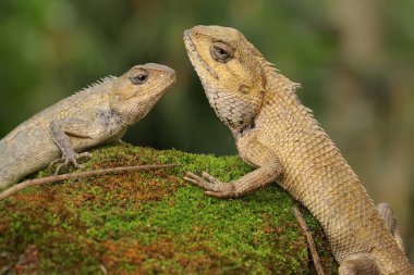 İki oryantal bahçe kertenkelesi yosun kaplı bir kayanın üzerinde güneşleniyor. Bu sürüngenin bilimsel adı Calotes versicolor. 