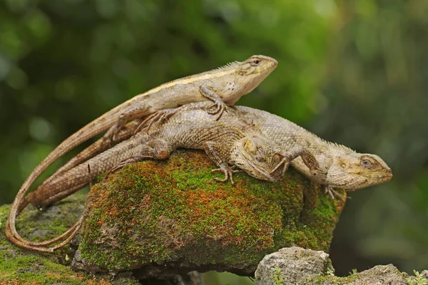 Three oriental garden lizards are sunbathing on a moss-covered rock. This reptile has the scientific name Calotes versicolor.