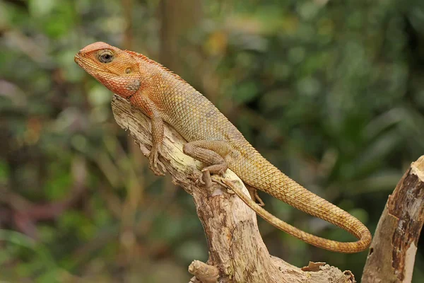 Orientalisk Trädgårdsödla Solar Denna Reptil Har Det Vetenskapliga Namnet Calotes — Stockfoto