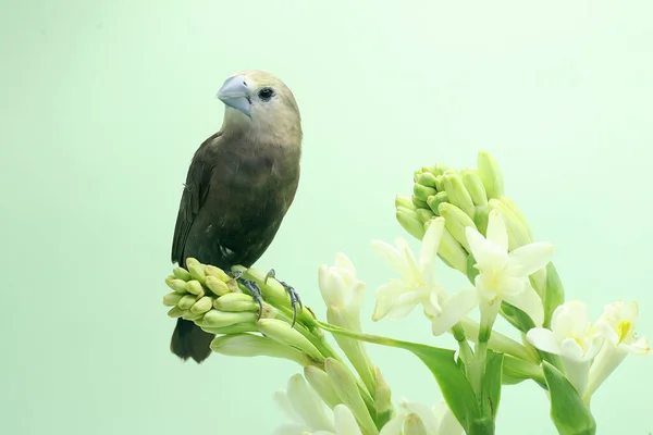 White Headed Munia Foraging Wildflower Little Bird Has Scientific Name — Stock Photo, Image