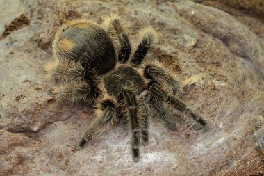 Bir tarantula saldırgan davranışlar sergiliyor. Tüm türler zehirlidir, ama insanlar için ölümcül değildir.. 