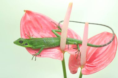 Bir zümrüt ağaç kayması (Lamprolepis smaragdina) yabani bir çiçeğin tadını çıkarıyor..