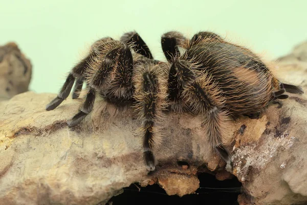 Bir Tarantula Saldırgan Davranışlar Sergiliyor Tüm Türler Zehirlidir Ama Insanlar — Stok fotoğraf