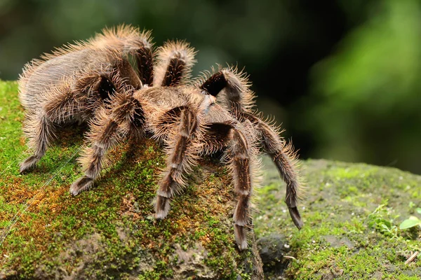 Een Tarantula Vertoont Agressief Gedrag Alle Soorten Zijn Giftig Maar — Stockfoto