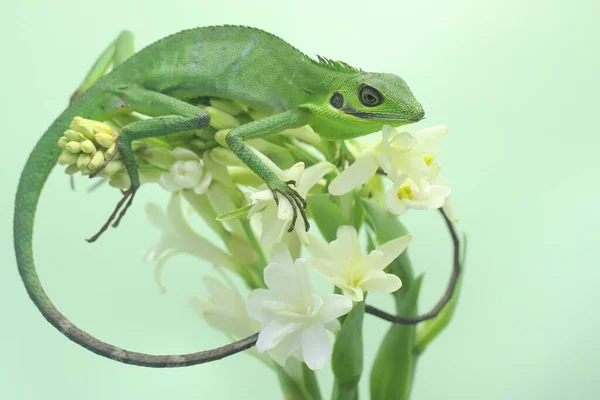 Smaragdový Strom Skink Lamprolepis Smaragdina Koupe Divokých Květinách — Stock fotografie