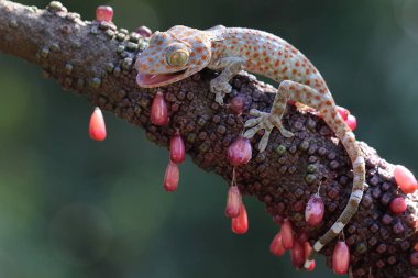 Genç bir tokay gecko bir demet anturyumun tadını çıkarıyor. Bu sürüngenin bilimsel adı Gekko gecko. 