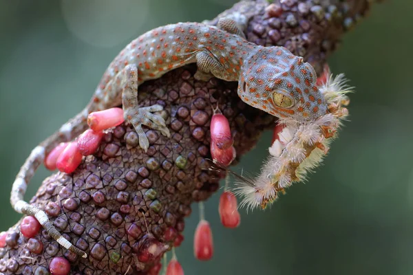 도마뱀붙이 애벌레를 파충류의 학명은 Gekko Gecko — 스톡 사진