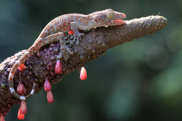 Ein Junger Tokay Gecko Sonnt Sich Einem Haufen Anthurien Dieses — Stockfoto