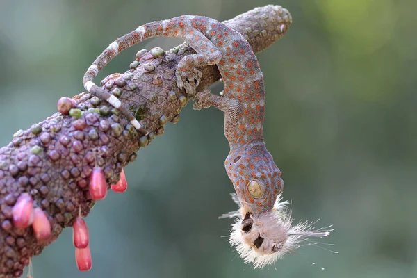 一只年轻的令牌壁虎捕食毛毛虫 这种爬行动物的学名是Gekko Gecko — 图库照片