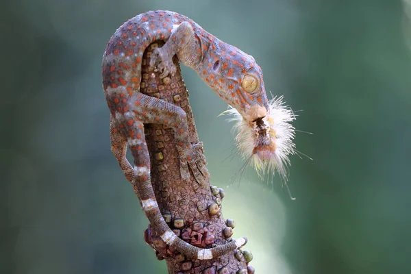 Młody Gekonek Żeruje Gąsienicy Ten Gad Naukowe Imię Gecko Gekko — Zdjęcie stockowe