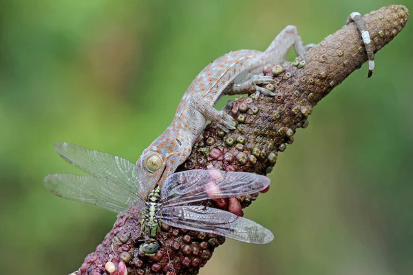 Ung Tokay Gecko Jagar Trollslända Denna Reptil Har Det Vetenskapliga — Stockfoto