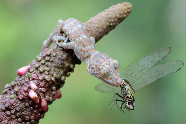 Jovem Tokay Gecko Ataca Uma Libélula Este Réptil Tem Nome — Fotografia de Stock